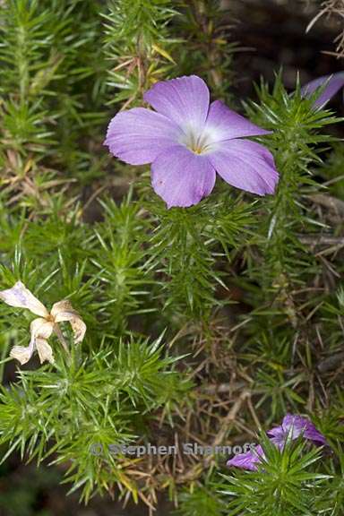 linanthus californicus 5 graphic